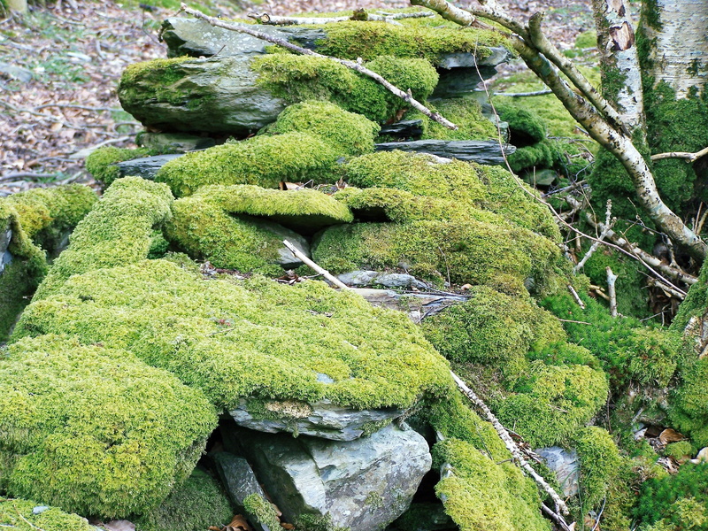 country, rural, outdoors, solid, growth, green, england, ancient, forest, english, structure, countryside, rock - object, no people, moss, land, traditional