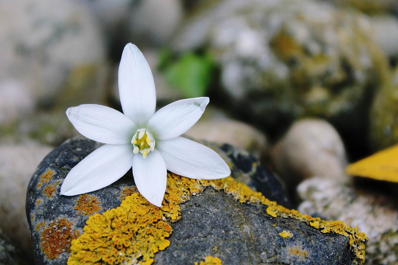 spring, moss, fragility, day, white flower, rock, yellow, stone, inflorescence, no people, solid, white, freshness, 1080P, gray, rock - object, plant