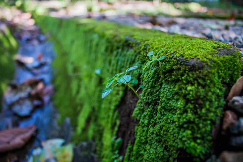 old, focus on foreground, growth, path, ancient, covering, stone, water, grass, beauty in nature, green Color, rock, plant, selective focus, close-up, environment
