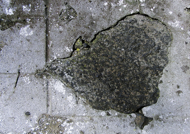 outdoors, plant, directly above, mud, no people, tar, high angle view, cricket insect, day, hole, tree, ground, slate, insect, growth, built structure