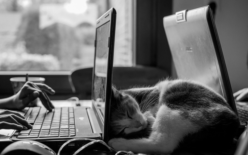 desk, ASUS, laptop, sleeping, 1080P, work, cat, monochrome