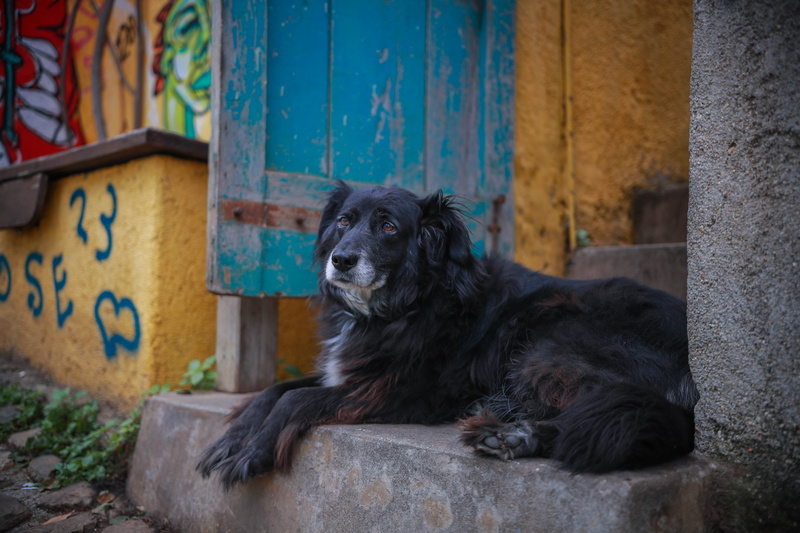 built structure, no people, street, wall - building feature, dog, focus on foreground, domestic, pets, domestic animals, mammal, day, architecture, canine