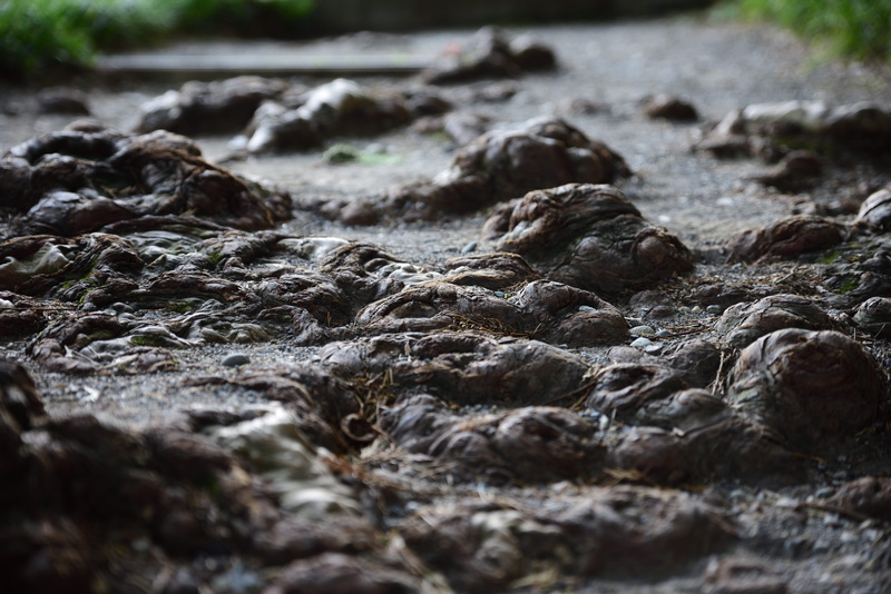 algae, land, rock - object, no people, surface level, mud, flowing water, tree roots, rocks, rough, slate, solid, path, river, nature, outdoors, photography
