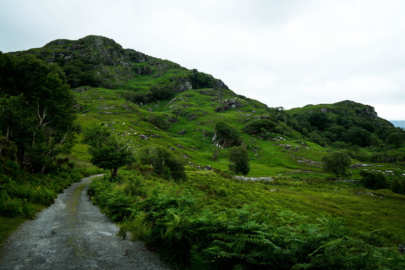 5K, tree, tranquil scene, ireland, plant, county kerry, day, nature, bush, stones, scenics - nature, beauty in nature, mountain, growth, grass, non-urban scene