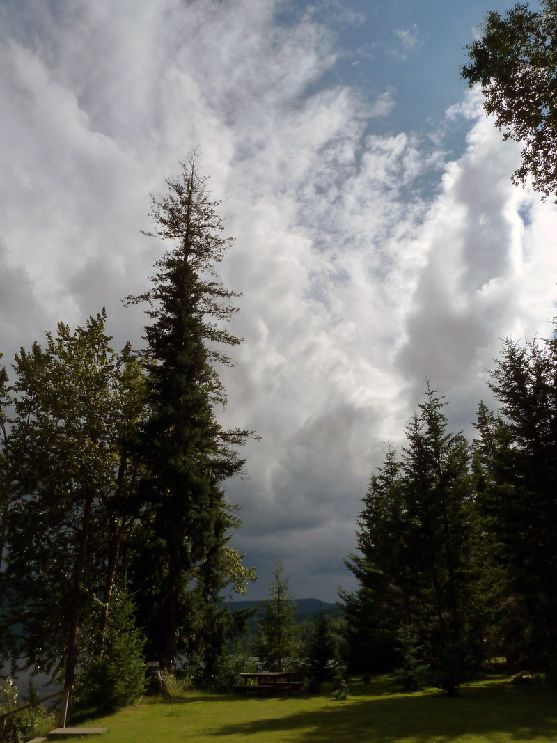 canada, forest, windy, coniferous tree, canim lake, trees, growth, scenics - nature, clouds, 4K, outdoors, landscape, no people, tranquil scene, day, plant