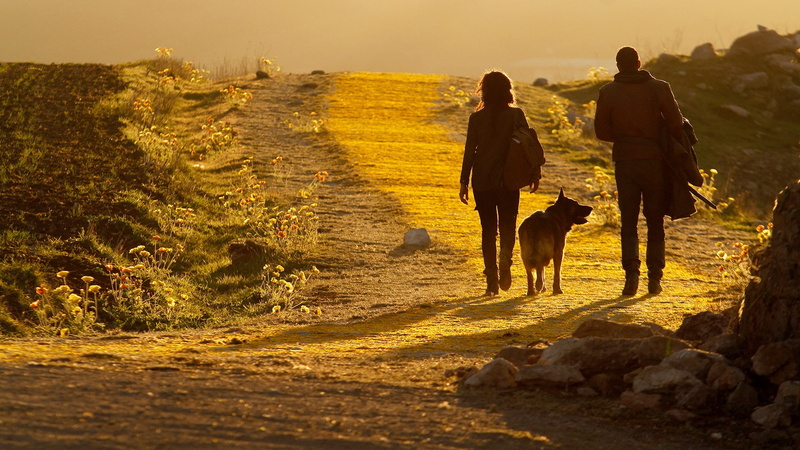 canine, 1080P, pets, leisure activity, outdoors, sky, nature, emerald city, domestic animals, sunset, people, adult, men, lifestyles, domestic, mammal