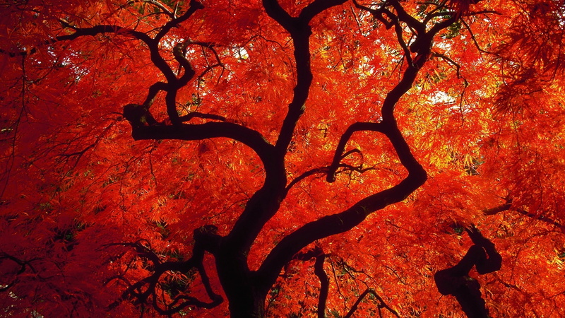 x, season, world, nature, red, washington, art, 1080P, autumn (season), autumn, seasons, hd, seattle, japanese