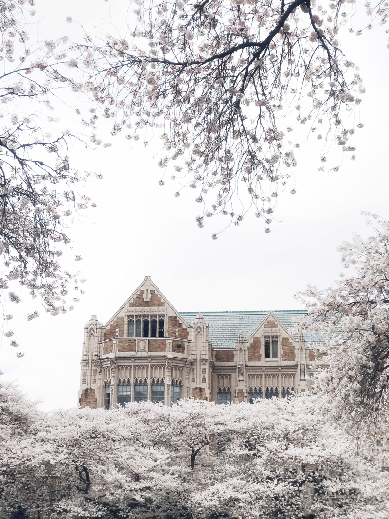 trees, mansion, gothic architecture, spring, built structure, gray, branch, teal, university of washington, no people, seattle, field, land, surrounded