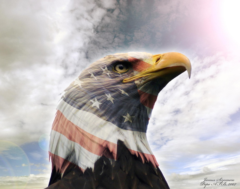 u, bald, 1080P, eagle, animals, s