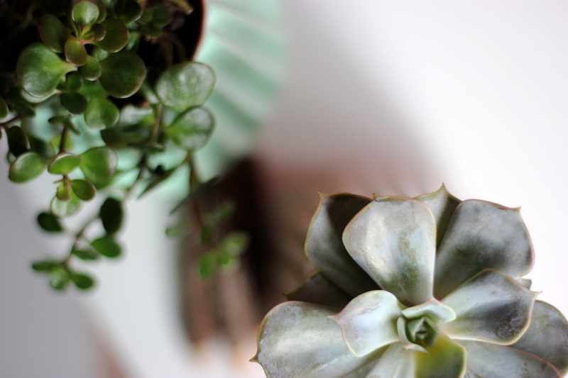 photo, bokeh, interior, green color, vegetable, freshness, flower, close-up, plant part, indoor, urban jungle, leaf, healthy eating, nature, indoors, flower head