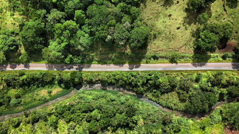 rainforest, land, jungle, growth, water, day, ribeirão claro, brazil, green color, scenics - nature, non-urban scene, plant, rod. josé pereira da silva