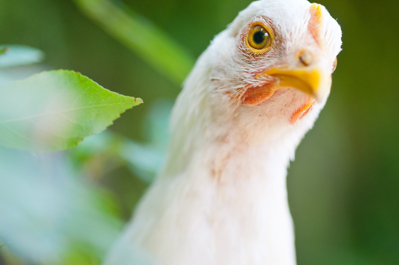closeup, photo, white, beak, Shes Got the Look, bay area  California, SF, face, community garden, bird, animal, close-up, 4K, eye  pupil, nature, chicken