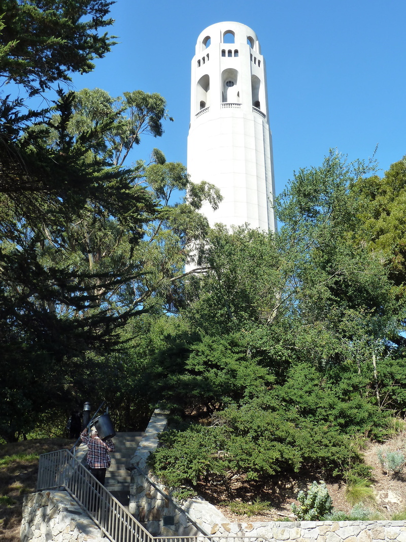 tower, outdoors, travel destinations, view, building, growth, day, travel, san francisco, built structure, tall - high, low angle view, 4K, building exterior