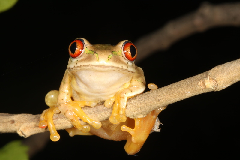4K, hyperolidae, animal wildlife, frog on twig, one animal, animals in the wild, animal mouth, animal scale, black background, night, reptile, no people