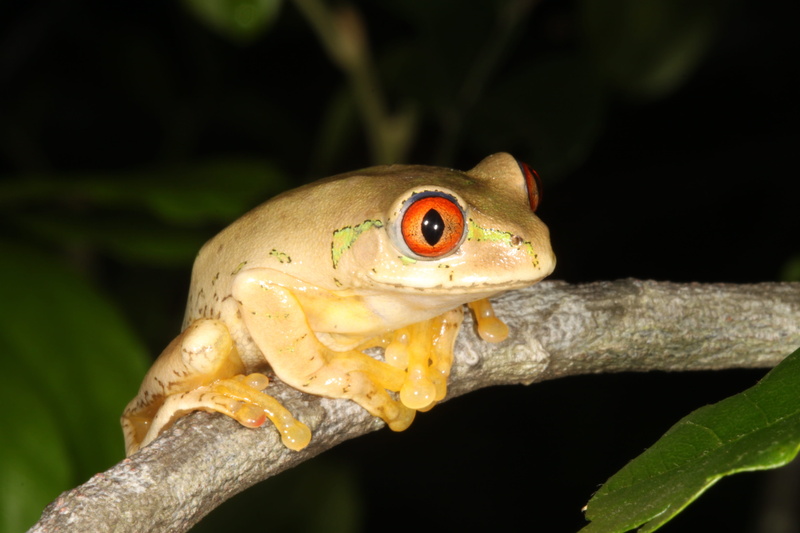 lizard, focus on foreground, animal mouth, outdoors, plant part, one animal, frog on twig, leaf, nature, frog, animal body part, durban, yellow, south africa