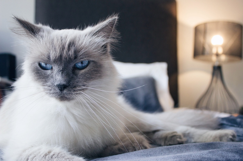 bedroom, vertebrate, whisker, white fur, 5K, indoors, domestic, durban, feline, domestic cat, stare, animal eye, animal head, furniture, bed, young animal