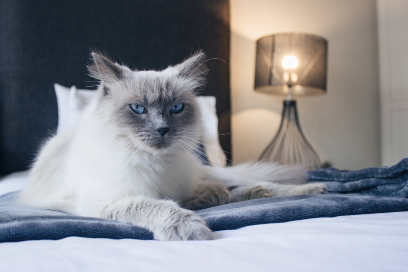 domestic, white fur, lying down, cat, whisker, stare, bedroom, mammal, domestic animals, sleepy, domestic cat, blue eyes, bed, pets, south africa, furniture