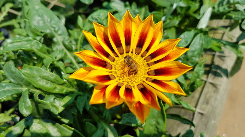 treasure flower, vulnerability, focus on foreground, leaf, orange, beauty in nature, inflorescence, freshness, gazania, flower, bloom, pollination, south africa
