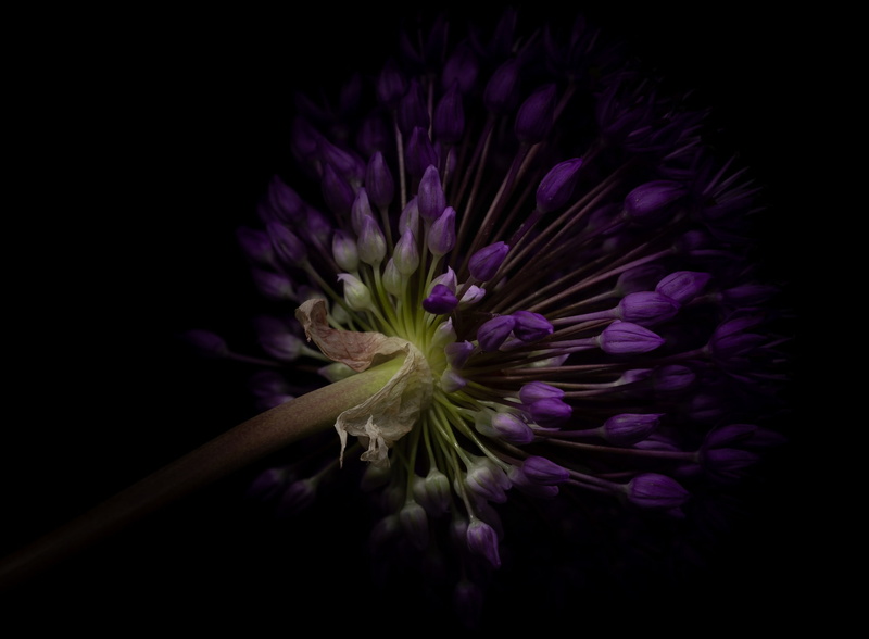 in Durban, 1080P, purple, bow
