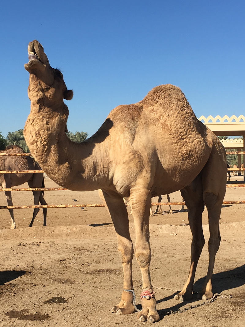 domestic animals, no people, field, nature, standing, pets, group of animals, animal, sunlight, mammal, sky, shadow, day, desert, camel, domestic, animal themes