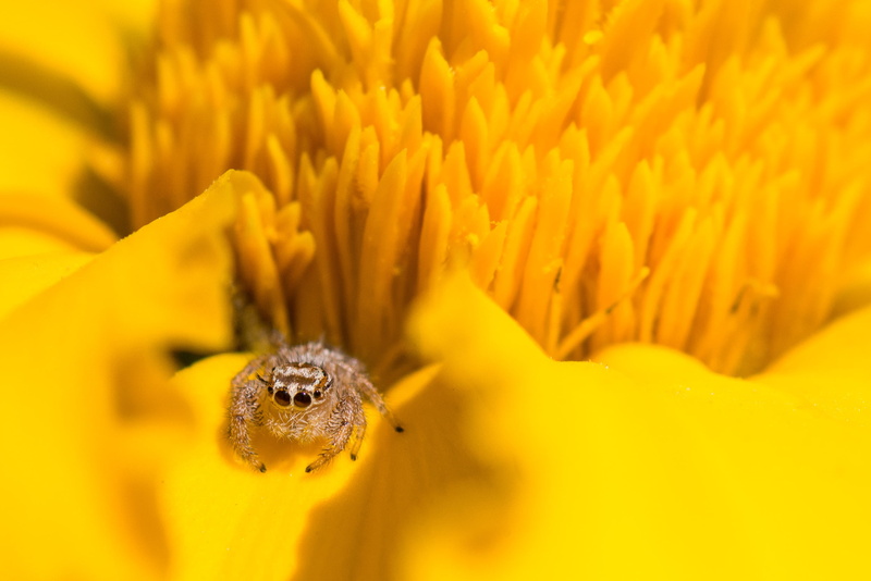 II, jumping, flower, 1080P, Bahrain, Macro, Jumping Spider, Explored, surface, Micro, yellow, insect, gray, Salticidae, Sunflower, petal, plant, spider