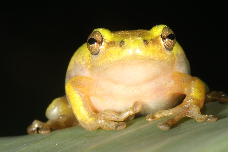 nature, animal eye, animal wildlife, rainforest, hyperolid, close-up, animal, frog, animals in the wild, frog on a leaf, vertebrate, lizard, animal themes