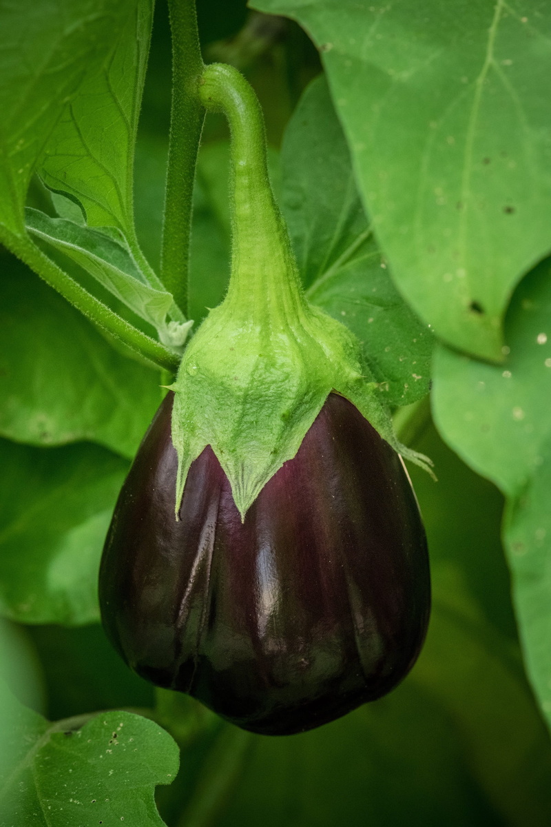 no people, food and drink, plant part, leaf, freshness, wellbeing, healthy eating, aubergine, fresh, growing, vegetable, eggplant, raw, agriculture, food