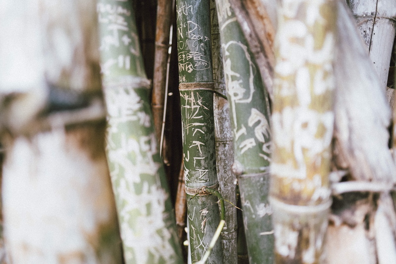 bamboo shoot, produce, vegetable, nuclear, outdoors, nature, green, carving - craft product, oars, selective focus, plant, bamboo, architecture, no people
