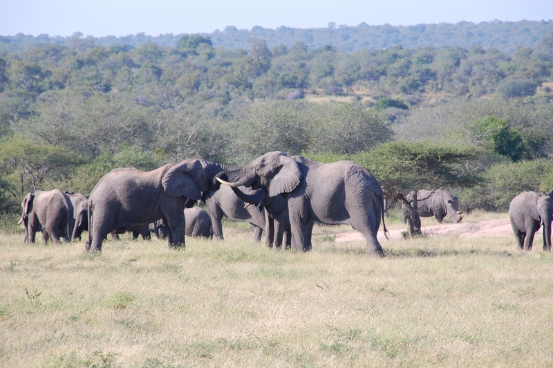 elephants, outdoors, no people, fighting, herbivorous, wildlife, herd, animal themes, animal family, tree, african elephant, plant, elephant, animals, vertebrate