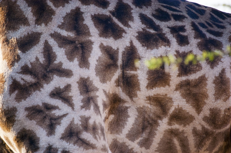 animal body part, nature, closeup, texture, vertebrate, animal eye, natural pattern, giraffe, mpolweni, skin, safari, pattern, africa, fur, close-up, animal markings