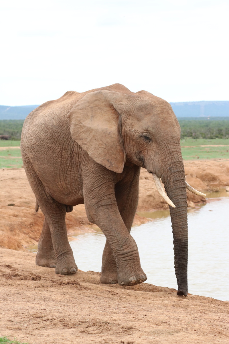 large, animal wildlife, day, safari, portrait, standing, herbivorous, outdoors, tusk, elephant, national park, african elephant, pachyderm, nature, proboscis