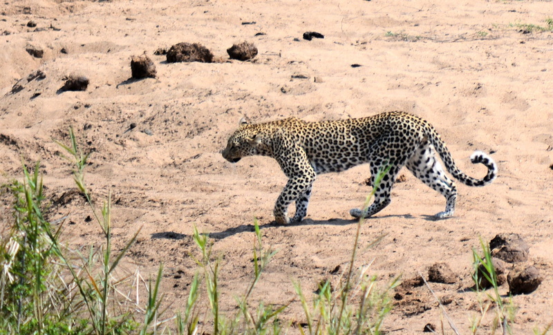 south, wilderness Area, serengeti National Park, cheetah, kruger park south africa, african Culture, animal, animals hunting, animal wildlife, no people