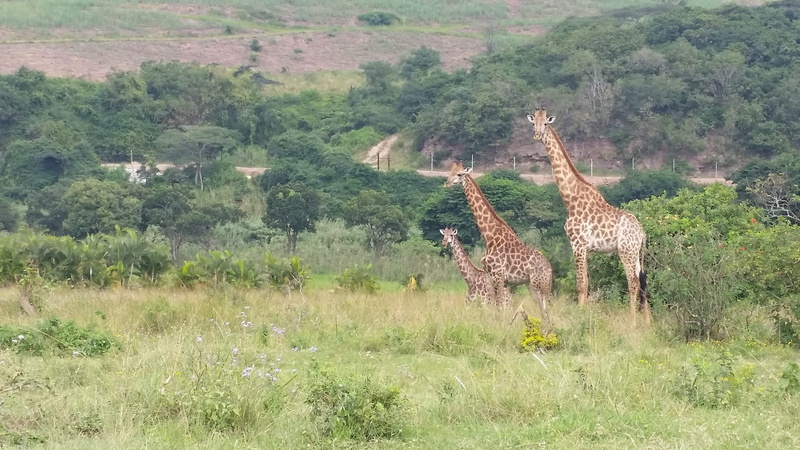 herbivorous, growth, rainforest, nature, day, environment, giraffe, landscape, group of animals, plant, jungle, animal themes, south africa, wilderness