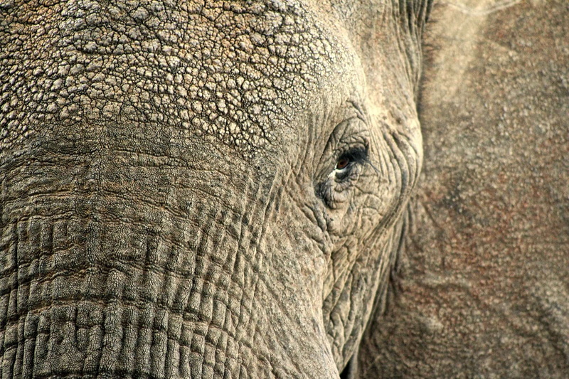 animal trunk, hdr, eye, mammal, skin, animal eye, animal themes, vertebrate, elephant, day, 1080P, animals in the wild, animal skin, africa, african elephant
