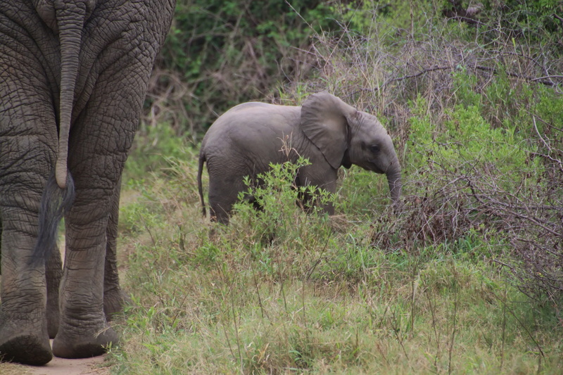 hind legs, rear, wild animal, elephant calf, elephant skin, vertebrate, animal family, no people, elephant, african, animal trunk, animal themes, african elephant