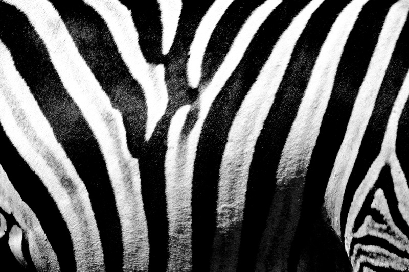pattern, animals, 5K, black color, full frame, white color, textured, beautiful, hair, animal skin, animal themes, one animal, animal body part, pretoria