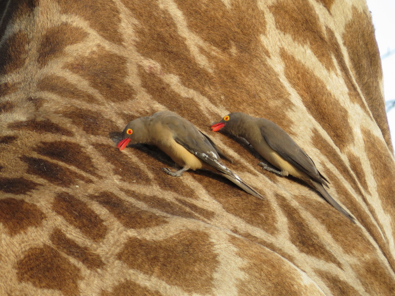 plywood, grassland, bird, vertebrate, animals in the wild, no people, canvas, animal wildlife, outdoors, 4K, penguin, giraffe, animal themes, sea life