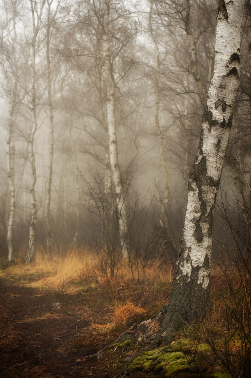wood, non-urban scene, tranquility, trees, tree trunk, textured effect, birch forest, nature, peat, beauty in nature, outdoors, tribe, plant, fog, woodland
