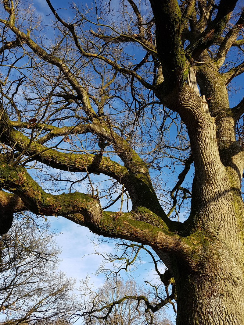green color, 4K, trunk, wood, forest, outdoors, blue, growth, oak, land, bark, tranquility, plant, sunlight, branches, tree canopy, sky, natural, no people