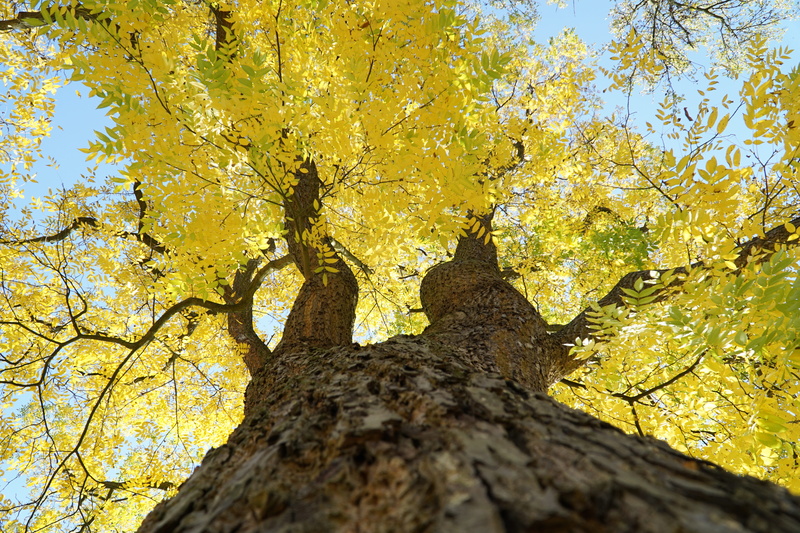 crown, change, bark, branch, leaf, yellow, plant, 5K, lichen, autumn, day, autumn collection, beauty in nature, plant part, trunk, color, scenics - nature