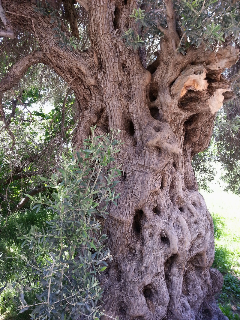 plant, tree, greece, forest, day, tranquility, beauty in nature, moss, bark, old olive tree, 2K, textured, branch, grain, growth, no people, tree trunk