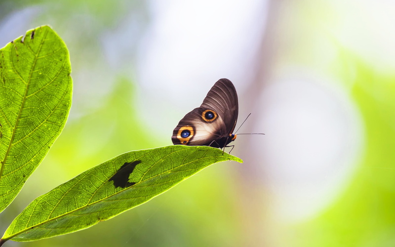 one animal, animal themes, focus on foreground, environment, animal wing, 2K, invertebrate, owl, close, no people, rainforest, plant, animal, small, animal wildlife