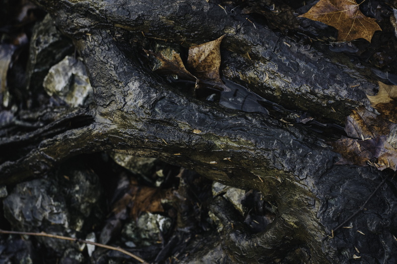 blackbird, stick, no people, close, water, brown, bird, close-up, photography, focus on foreground, backgrounds, lichen, animal wildlife, plant, leaf, growth