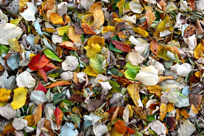 full frame, multi colored, no people, vulnerability, falling, large group of objects, fall, season, day, leaf, colors, color, 5K, environment, backgrounds