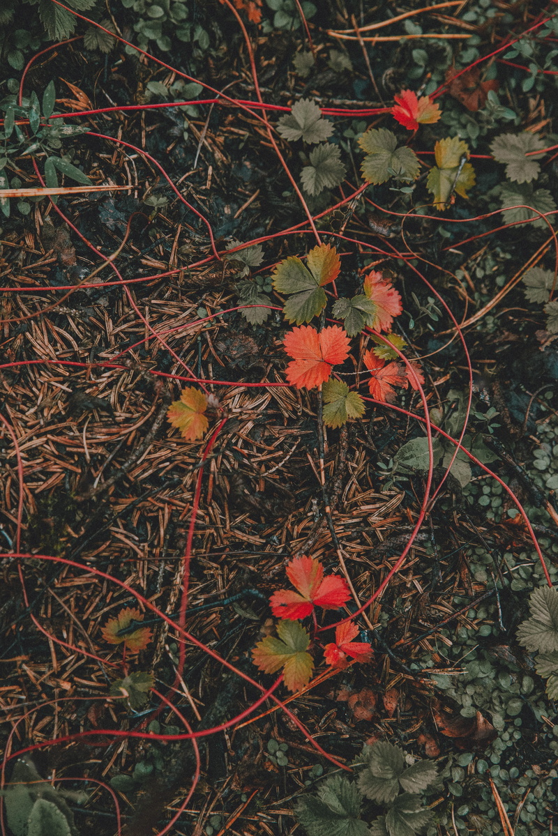 soil, swamp, no people, flax, modern art, ornament, land, blossom, flower arrangement, tapestry, water, geranium, plant part, leaf, flower, beauty in nature
