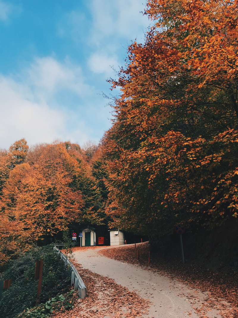 the way forward, Bursa, plant, 4K, outdoors, leaf, beauty in nature, growth, change, Forest, tranquility, orange color, day, Fall, sky, nature, autumn