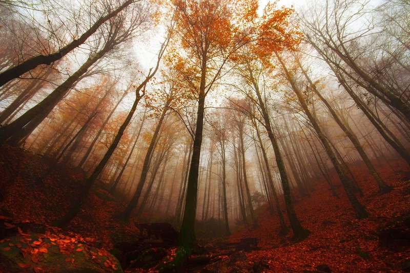 fog, forest, bursa, 720P, turkey, landscape, tree, autumn
