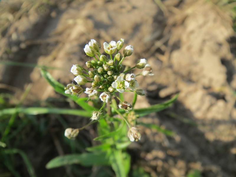vulnerability, focus on foreground, beauty in nature, white color, flower head, land, shepherds-purse, field, sunlight, blossom, day, botany, wildflower
