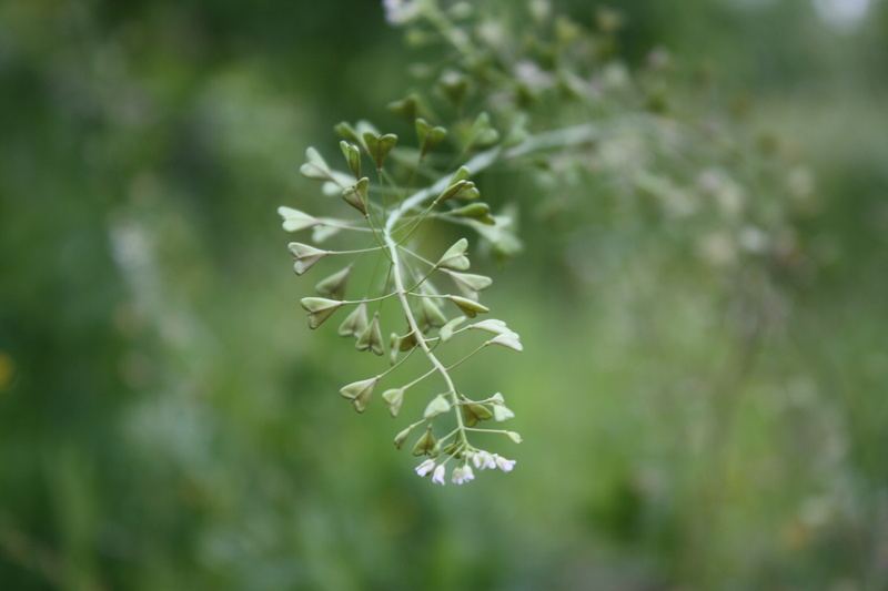 leaves, tranquility, freshness, heart, growth, beauty in nature, herb, green color, plant part, outdoors, no people, green, summer, leaf, day, selective focus