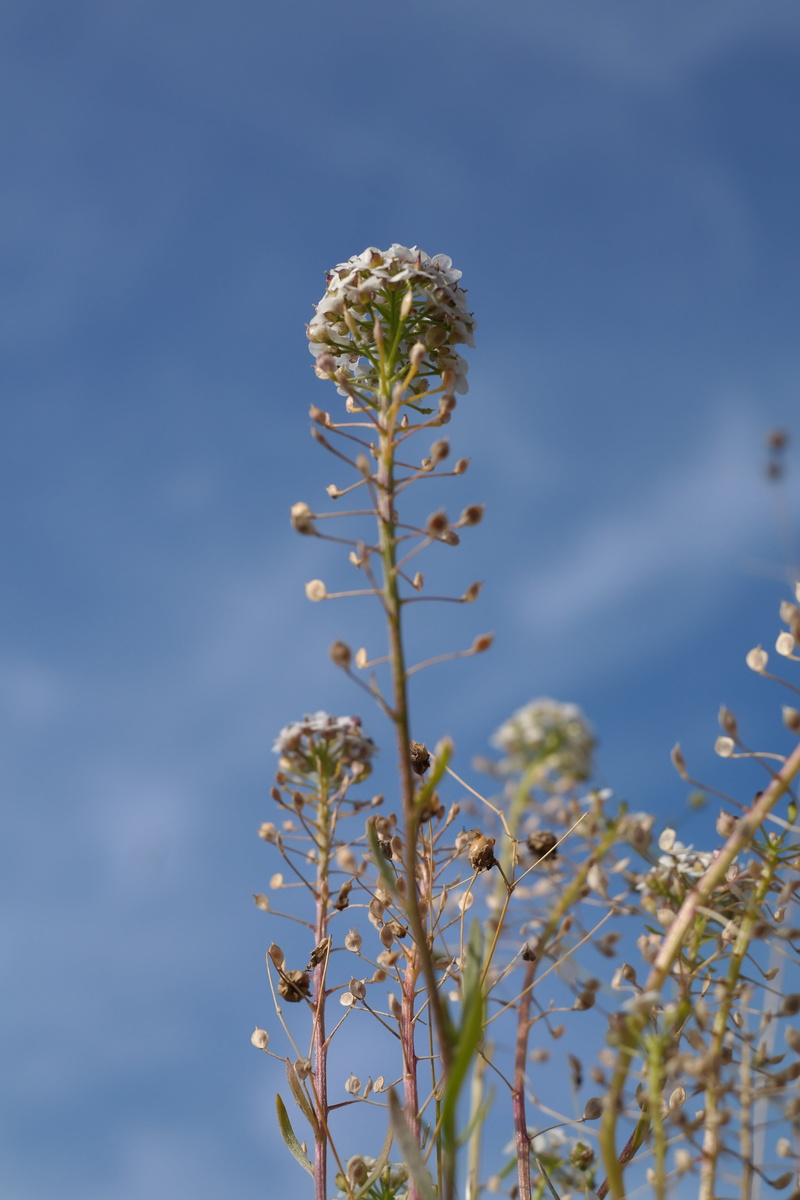 seeds, selective focus, day, white color, heart herb, saecklichrut, fragility, shepherds purse, bees, freshness, schneider bag, capsella bursa pastoris